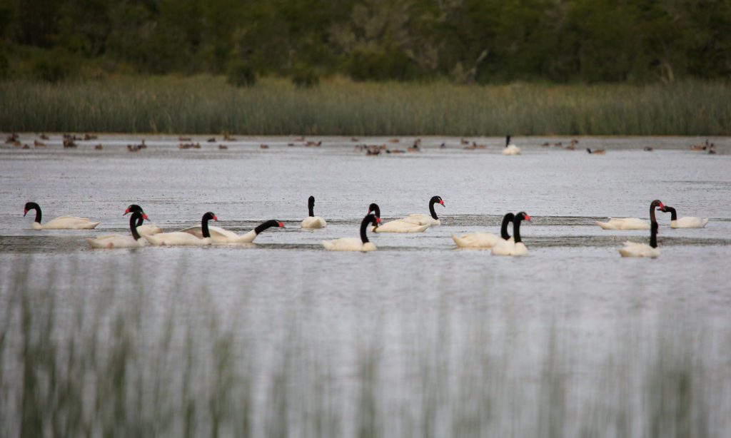 Black neck swans in Patagonia